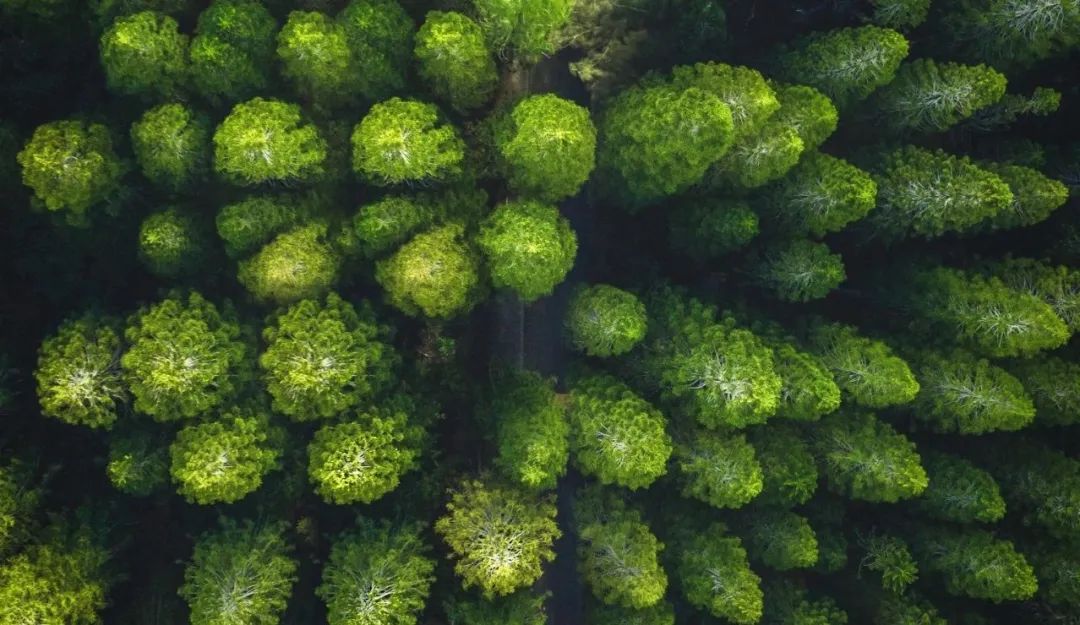 思嘉“樹”度 | 踐行綠色發(fā)展理念，厚植生態(tài)文明新底色